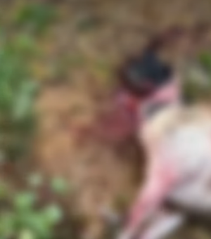 Nove ovelhas morrem após ataque de cães em Palmeira dos Índios