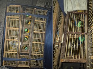 [Vídeo] Mais de 40 aves vivas são encontradas dentro de mala no aeroporto de Maceió