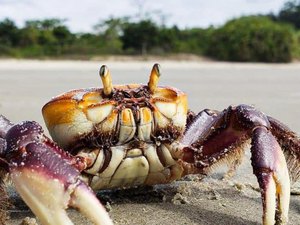 Segunda fase do período de defeso do caranguejo-uçá começa neste sábado (10)