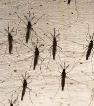 Mosquitos Aedes Aegypti são soltos para combate à dengue