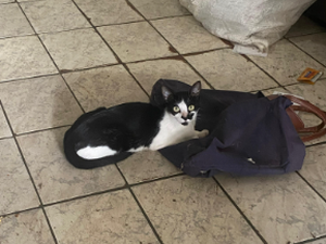 Vizinhos fazem apelo por nove gatos deixados para trás por idosa que se mudou