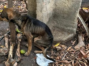 Homem é preso após cães e gatos serem resgatados sem água e comida em Arapiraca