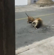 [Vídeo] Pitbulls matam gato e aterrorizam moradores da Barra Nova