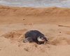 Pinguim é encontrado na praia do Gunga