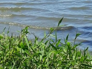 Corpo com tiros na cabeça é encontrado na Lagoa Mandaú 