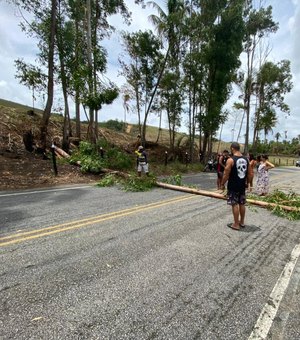 Árvore de eucalipto cai em rodovia, e assusta populares em Porto de Pedras