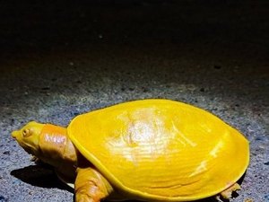 Rara tartaruga amarela é encontrada em vilarejo na Índia