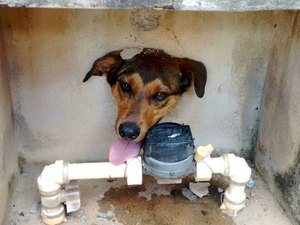 Cachorro fica com cabeça presa em parede e recebe salvamento dos bombeiros