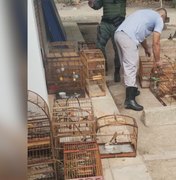 Aves silvestres mantidas ilegalmente em cativeiro são resgatadas em operação na Zona da Mata em AL