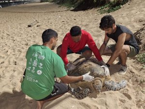 Tartaruga desova na Praia de Cruz das Almas; Biota faz acompanhamento