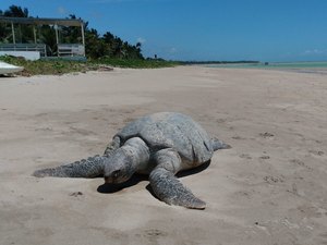 Tartaruga é encontrada morta em praia de Maragogi