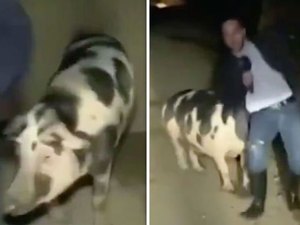 Porco persegue repórter durante participação ao vivo em programa na Grécia