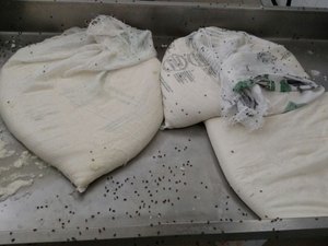 FPI do São Francisco interdita laticínio , apreende animais e registra várias infrações