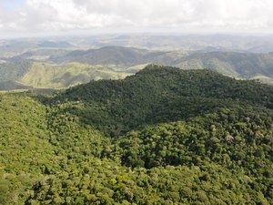 Alagoas registra queda de 68,4% no desmatamento em 2025, segundo MapBioma