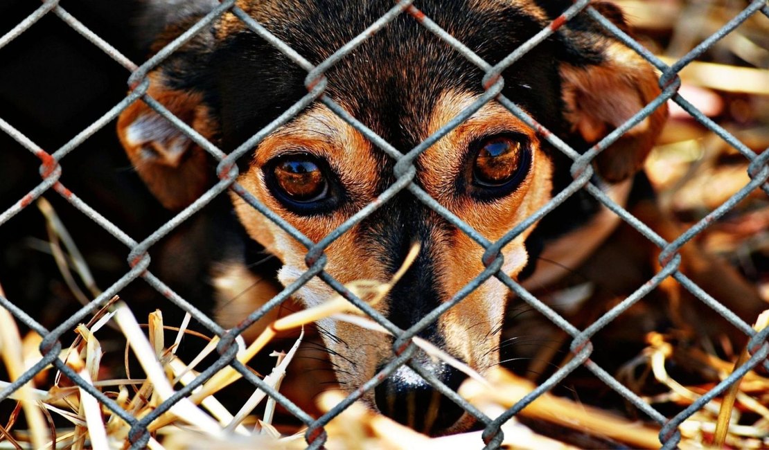 Denúncias anônimas levam polícia a apurar suspeitas de maus-tratos a cães em Viçosa