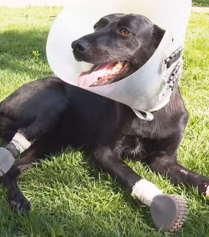 Após cirurgia inédita, cadela que teve 3 patas amputadas pelo tutor volta a andar com ajuda de próteses