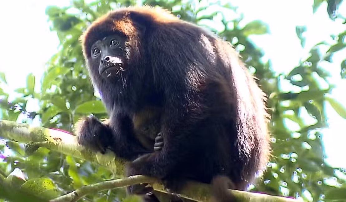 Projetos que devolvem animais à natureza representam o Brasil em conferência internacional