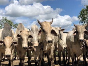 AL inicia Campanha de Vacinação contra a Raiva Animal a partir desta quarta (24)