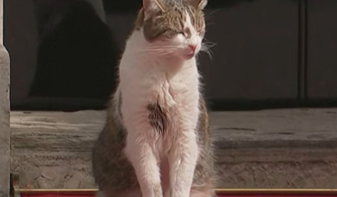 Larry: o gato resgatado que vive há 15 anos na sede do governo Britânico