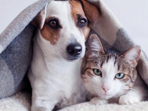 Campanha arrecada agasalhos para pets