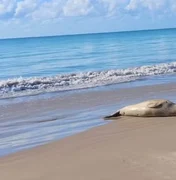 Elefante-marinho é encontrado morto em Jequiá da Praia; Biota é acionado