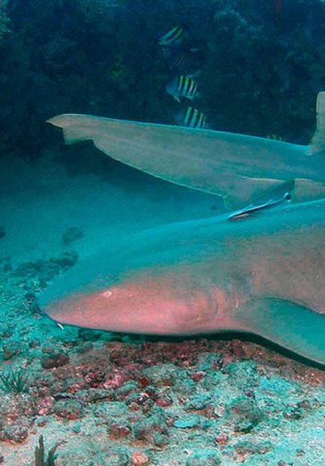 Turista é mordida por tubarão-lixa em Fernando de Noronha após bater acidentalmente no animal