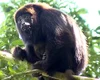 Projetos que devolvem animais à natureza representam o Brasil em conferência internacional