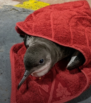 Oplit ajuda no resgate de ave marinha ferida na praia de Jatiúca, em Maceió