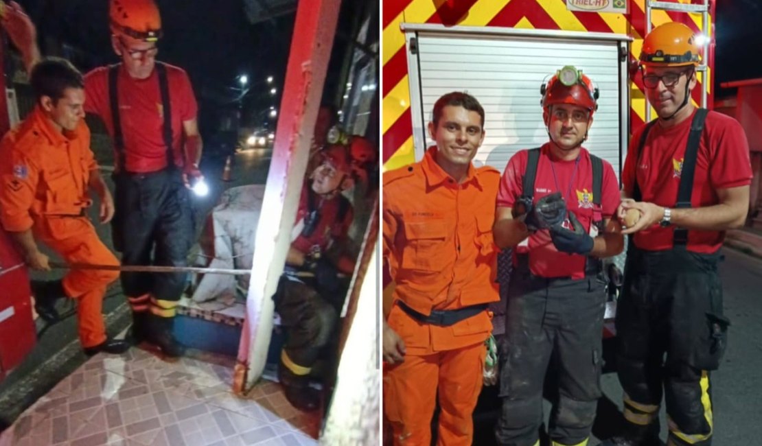 Bombeiros resgatam três filhotes de gato após mãe ser atropelada em Marechal Deodoro
