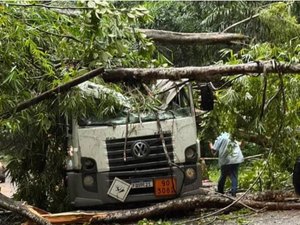 [Vídeo] Árvore cai sobre caminhão e interdita rodovia que liga Pernambuco com Alagoas