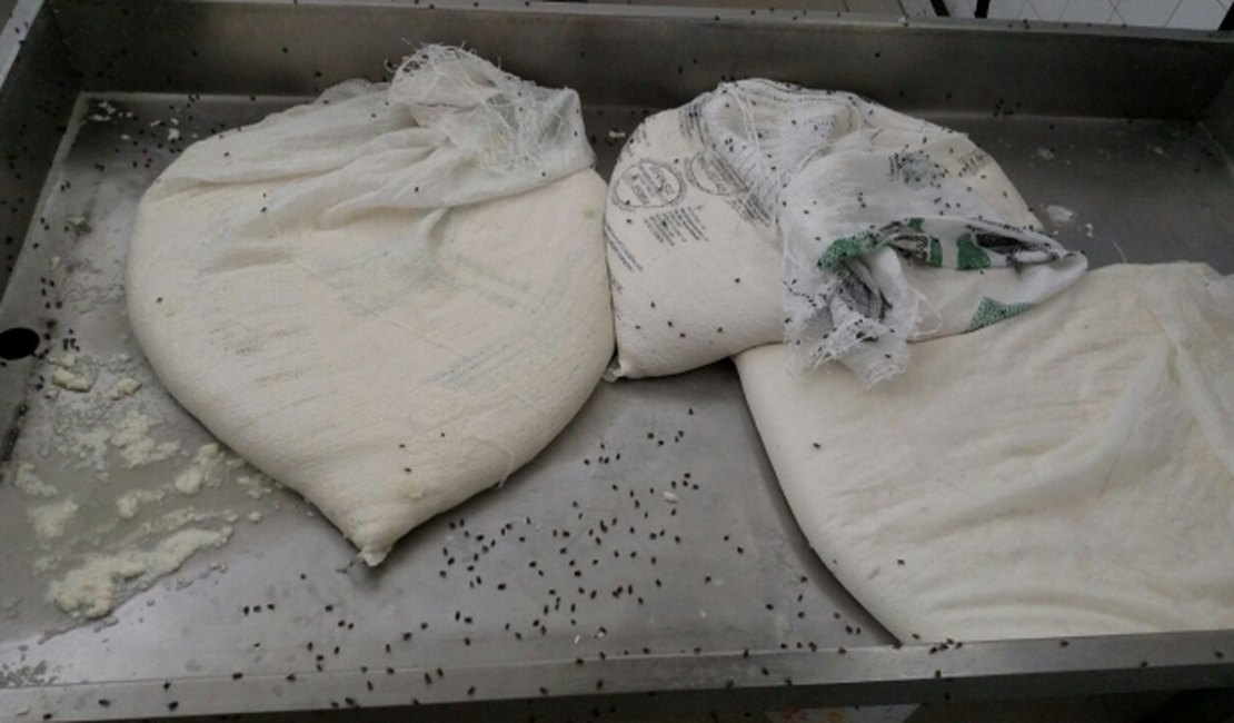 FPI do São Francisco interdita laticínio , apreende animais e registra várias infrações