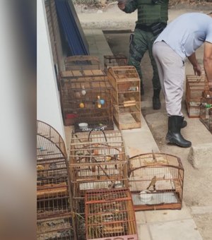 Aves silvestres mantidas ilegalmente em cativeiro são resgatadas em operação na Zona da Mata em AL
