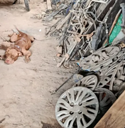 Pit bull e seis filhotes são resgatados após denúncia de maus-tratos em Maceió