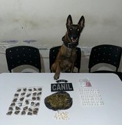 Cão farejador encontra drogas escondidas em tubulação e área de mata em Arapiraca