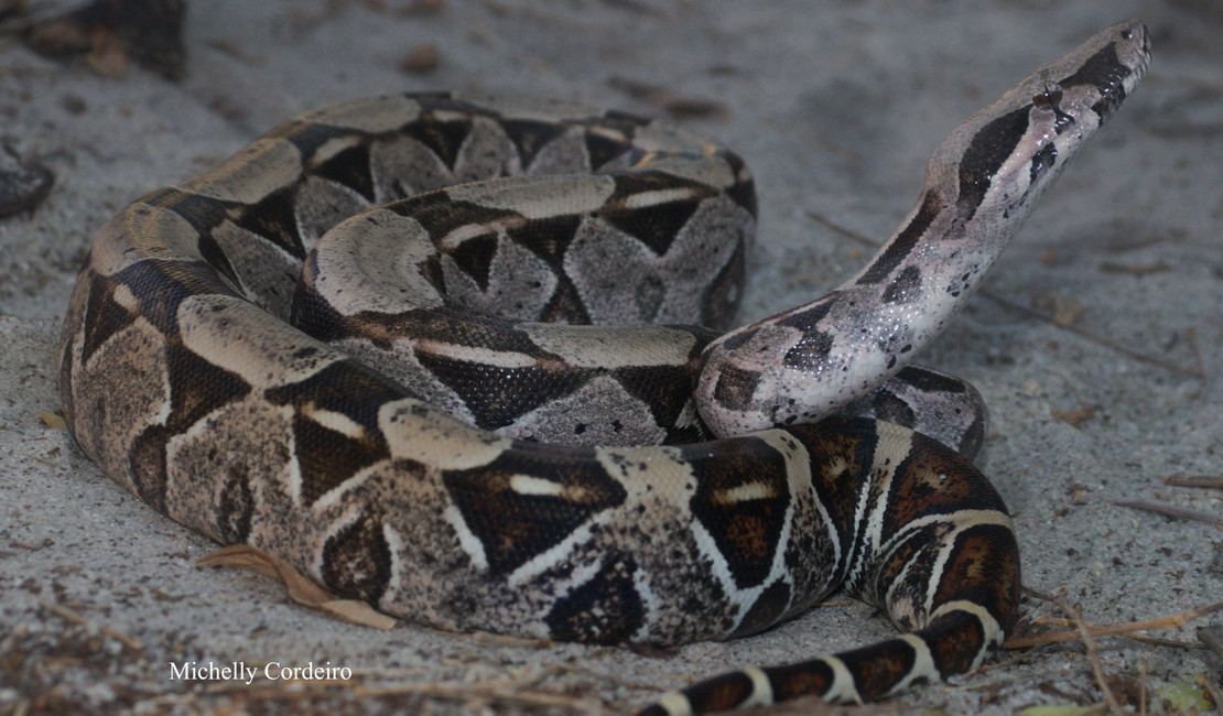 IMA alerta: como agir em caso de picadas de serpentes e o que fazer ao encontrar esses animais