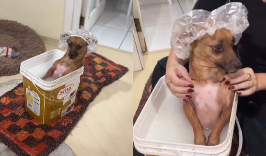 [Vídeo] SPA canino: cachorrinha viraliza ao tomar banho em balde e receber massagem relaxante