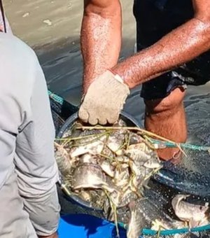 Prefeitura de Palmeira dos Índios realizará nova entrega de alevinos nesta quinta (30)