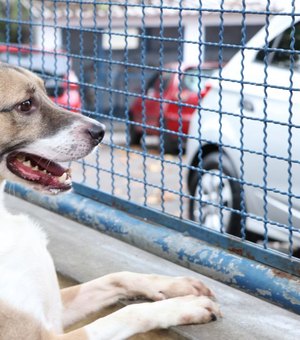 Detentos cuidam de gatos e cães em presídio de São Paulo