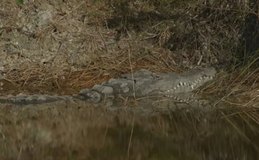 Crocodilos radioativos? Usina nos EUA vira moradia de répteis raros