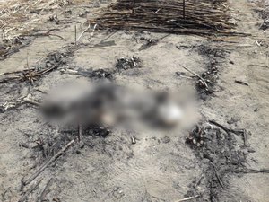 Ossos humanos são encontrados por cortadores de cana no Agreste alagoano