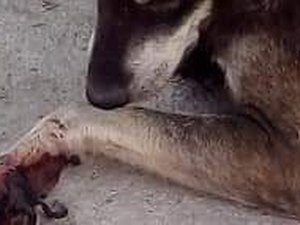 Cachorro é amarrado em motocicleta e arrastado pela cidade