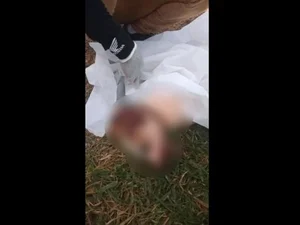 Polícia investiga morte de cachorro encontrado com lesões na cabeça