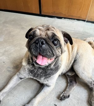 Servidores da Prefeitura acolhem e contribuem para resgate de cão debilitado no Jaraguá