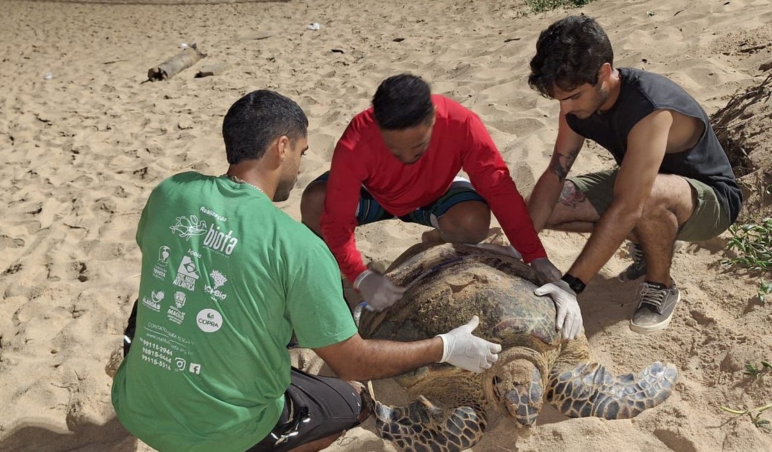 Tartaruga desova na Praia de Cruz das Almas; Biota faz acompanhamento