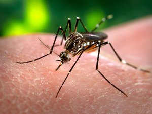 Alagoas registra queda nos casos de dengue em Alagoas, diz Sesau