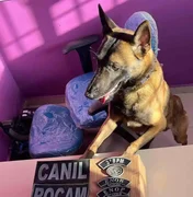 Cão farejador localiza tabletes de maconha escondidos em terreno baldio em Arapiraca