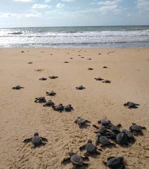 Biota e turistas preservam local de desova de tartarugas na Praia do Gunga
