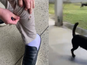 Faculdade de Direito da Ufal suspende aulas presenciais após ataques de cães