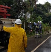 Queda de coqueiro deixa bairros de Maceió sem energia elétrica