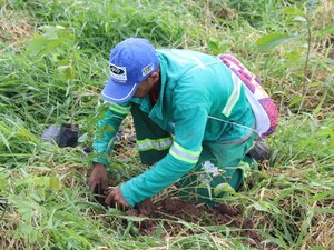 Alagoas Mais Verde ultrapassa marca de 28 mil árvores plantadas em 2020